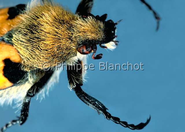 Trichius rosaceus.JPG - in "Portraits d'insectes" ed. SeuilTrichius rosaceusTrichieFlower beetleColeopteraCetoniidaeFrance